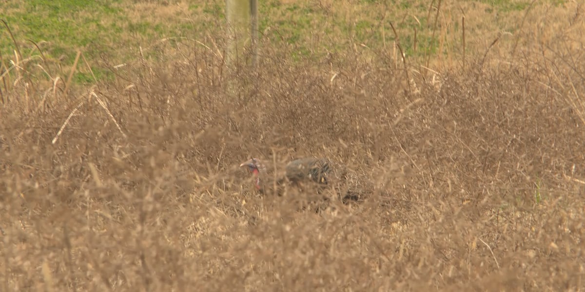 ‘We love him’: Shoals community embraces turkey that wanders the area