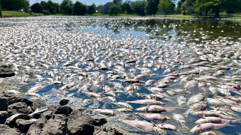 Thousands of dead fish were found in the water on Friday.