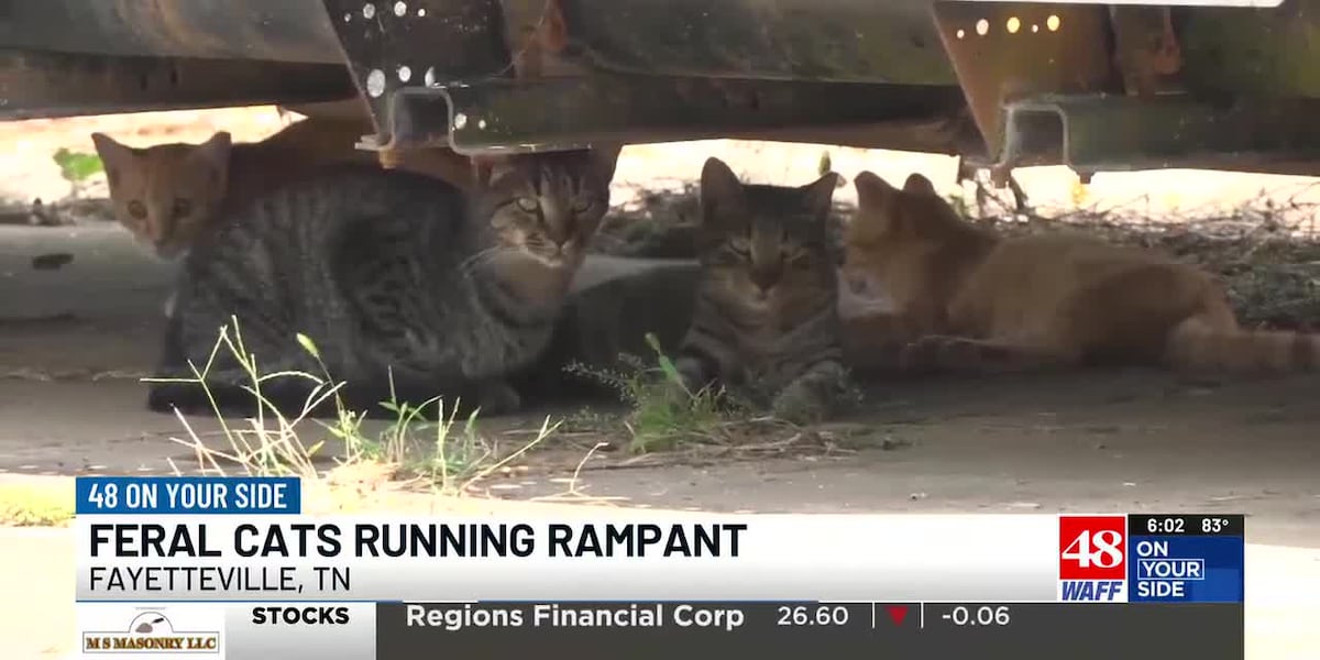 Feral cats running rampant in Lincoln County