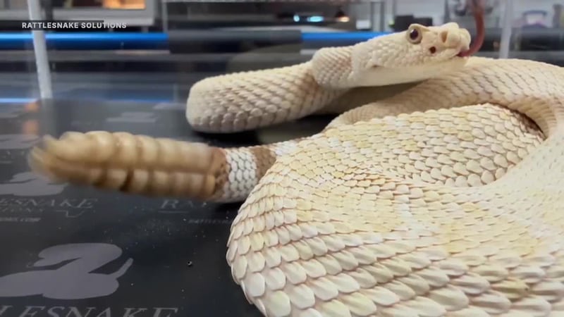 A tyrosinase-positive albino snake caught by a retired Phoenix police officer. (Source:...