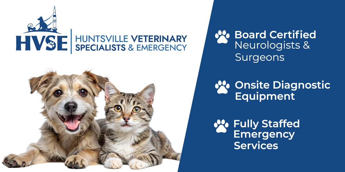 How Veterinary Rehabilitation Is Helping North Alabama Pets Walk, Run, and Play Again