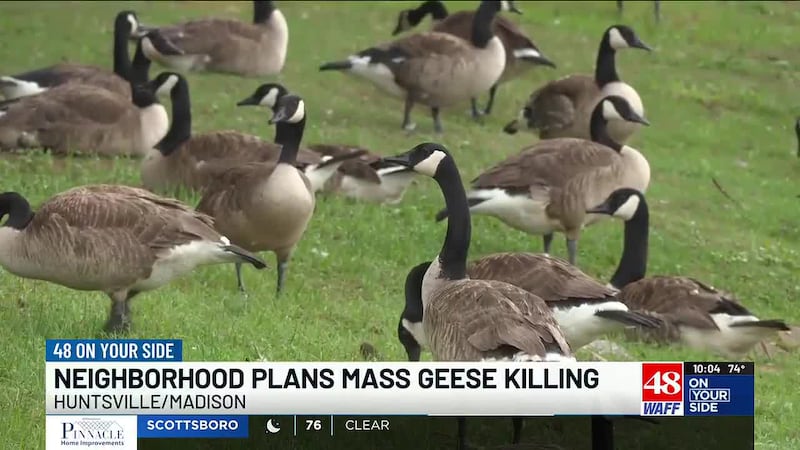 An HOA board in Madison voted this week to euthanize hundreds of geese living in the Edgewater...