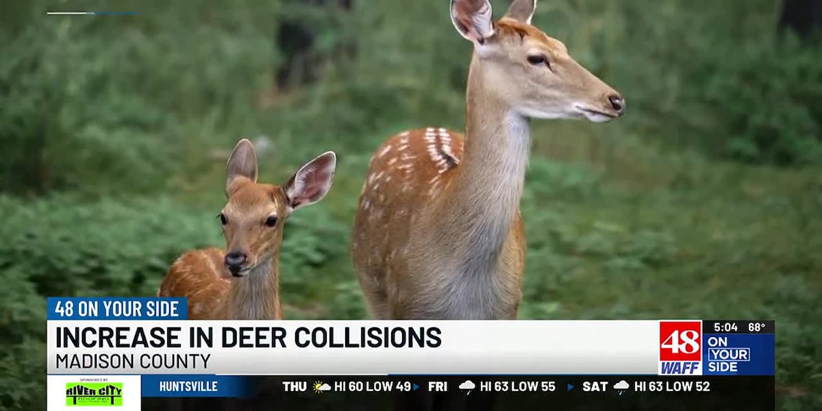 Deer Rise Madison County residents see a rise in car accidents involving deer