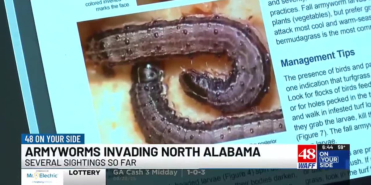 Armyworms invading parts of North Alabama