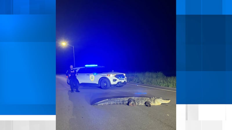 Alligator found roaming Huntsville neighborhood
