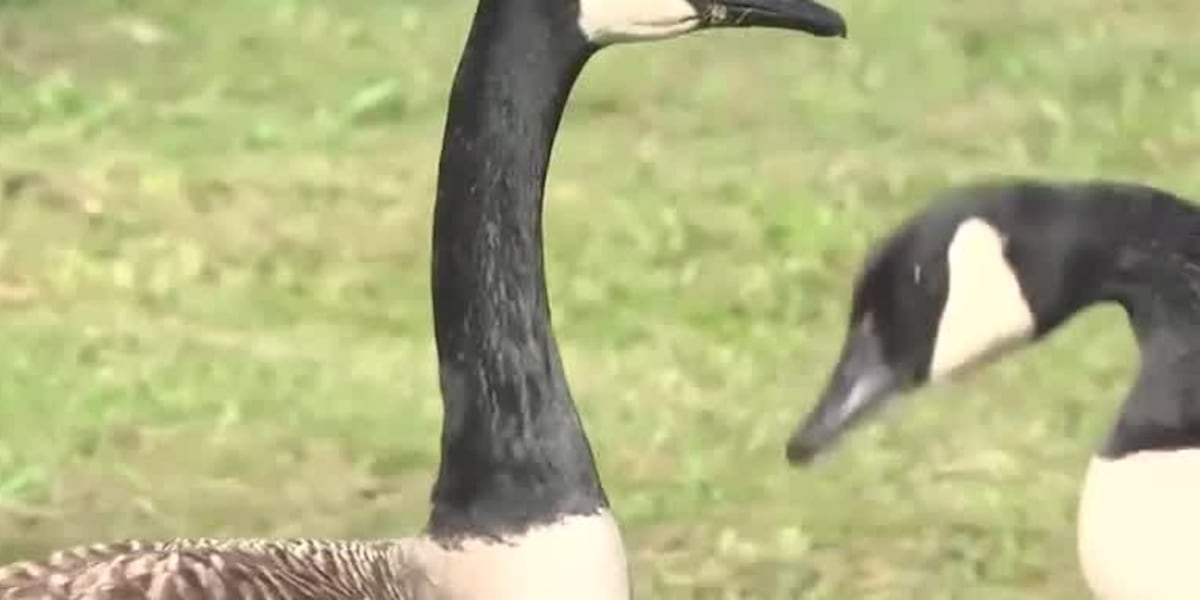 Judge denies injunction to stop Heritage Plantation geese eradication