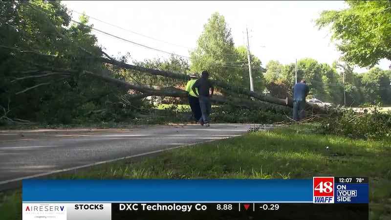 Falling tree smashes van on Zierdt Road