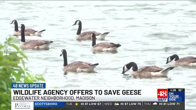 FlyAway Geese is proposing a humane solution to disperse the Edgewater geese as thousands...